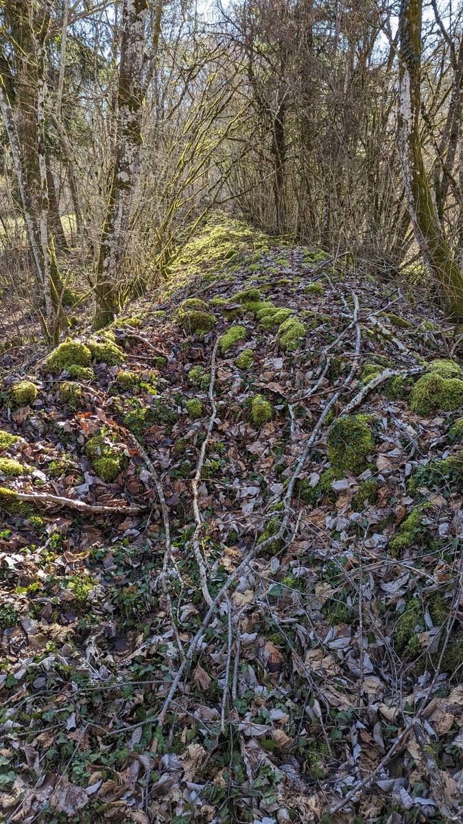 Langer überwachsener Steinwall im Wald